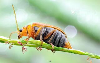 黑料吃瓜网apk普通安装 